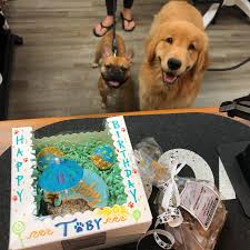 Maybe you would like to learn more about one of these? Dog Bakery For Pets Dog Cakes Treats In Stuart At Wagnolia S