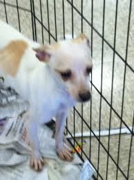 Check spelling or type a new query. Dog For Adoption Toby A Toy Fox Terrier Chihuahua Mix In Fresno Ca Petfinder
