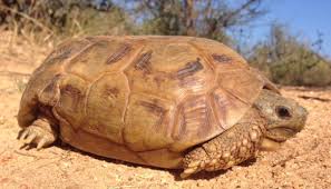 Image result for Duosperma crenatum