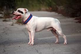 The staffordshire bull terrier is slightly longer than they are tall, and relatively wide, giving them a low center of gravity and firm stance. Staffordshire Bull Terrier Wikipedia