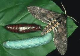 Photo about the green caterpillar with horn on it head. Green Caterpillar With Horn On His Arse Bugs Forum At Permies