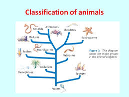 53 Ageless Frog Classification Chart