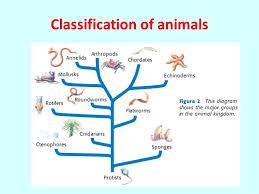 53 ageless frog classification chart