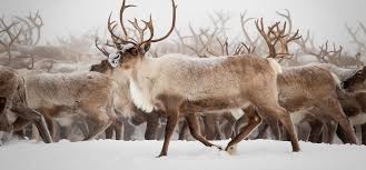 The following adaptations show that the camel is specially suited to live in the desert. Festive Animal Facts Camel Vs Reindeer