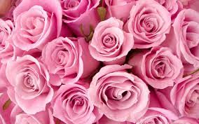 Students read the flowers during the first week of school. Entry 2 Pink Roses Plot Twisters