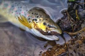 Which Is The Best Hook Size For Trout Fishing