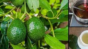 Air rebusan daun alpukat ternyata berkhasiat untuk menurunkan hipertensi. Minum Rebusan Daun Alpukat Tidak Main Main Untuk Ginjal Pantas Saja Dijuluki Super Fruit Pos Belitung