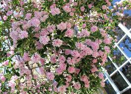 Image result for Dais cotinifolia