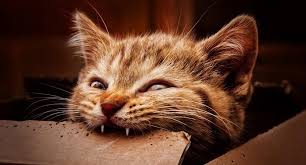 Maybe you would like to learn more about one of these? Arti Mimpi Dicakar Atau Digigit Kucing Menurut Ibnu Sirin Islampos