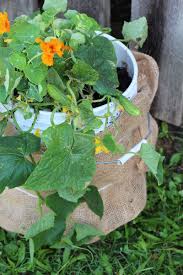 They can certainly turn a simple 5 gallon bucket into a living work of art! Build A 5 Gallon Bucket Garden To Grow Tons Of Fresh Veggies Hobby Farms