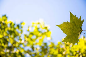 Guest Blog: Simon Goldsmith, Head of Sustainability, University of  Greenwich