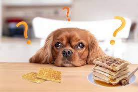 Can Dogs Eat Caramel Everything You Need To Know Prefurred