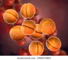 Image result for Neisseriaceae