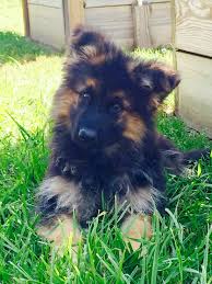 Black And Red German Shepherd Puppies Runa Eight Weeks Old Our Newest Another Long Coat Black And Red German Shepherd Red German Shepherd German Shepherd Puppies German Shep