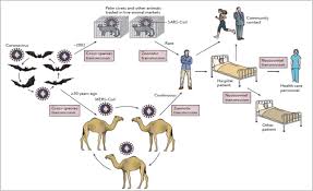 The introduction of islam acquainted west africans with a rich and complex culture. Short Report On Implications Of Covid 19 And Emerging Zoonotic Infectious Diseases For Pastoralists And Africa Springerlink
