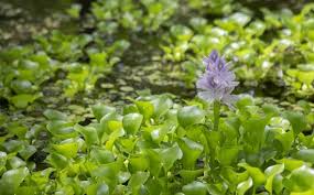 Submerged water plants are also known as oxygenating pond plants because they actually filter the pond water. 7 Best Aquatic Plants In India You Must Grow Plants That Grow In Water