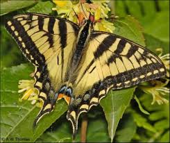 Black And Yellow Dragonfly Canada Image Gallery Butterflies And Moths Of North America Butterfly Photos Rainforest Butterfly Butterfly