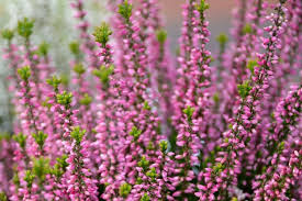Image result for Calluna vulgaris