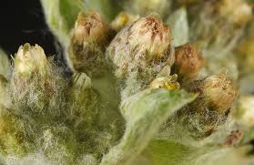 Image result for Gnaphalium