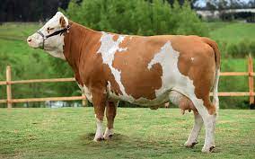 Notorietatea, titlurile si experienta avocatului ales. Rase De Vaci Topul Raselor Cele Mai Populare In Lume