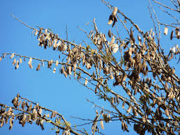 Image result for Acacia robusta