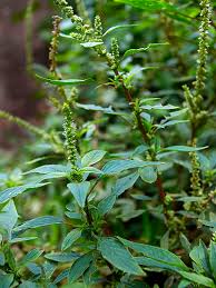 Image result for Amaranthus spinosus