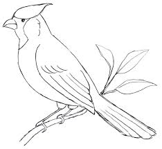 How to draw a cardinal easy. Cardinal Bird Drawings Easy Bird Wallpaper