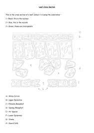 A diagram of a plant cell. Leaf Cross Section Colour By Numbers Diagram And Crossword And Word Search Plant Organs Foldable Teaching Resources