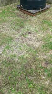 But if your lawn is hopelessly bare or completely covered with weeds, it's best to go scorched earth and kill all the vegetation with a nonselective herbicide and start over. How Do I Fix Dead White Patches In My Lawn Gardening Landscaping Stack Exchange