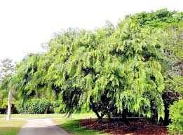 Image result for Cassia burttii