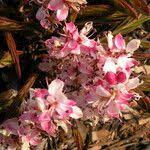 Image result for Cryptosepalum maraviense