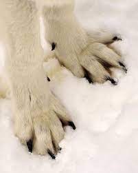 Pin By Bunny Heart On Wolf Study Wolf Paw Paw Beautiful Wolves