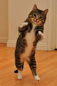 These Funny Cats Walking On Two Legs Will Absolutely Brighten Your Day Dancing Cat Funny Animal Pictures Funny Animals