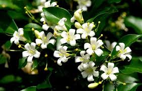 Image result for Murraya paniculata