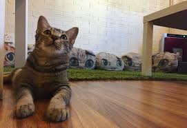 Kedi maması, köpek maması, kuş, balık ve diğer evcil besinleri ile malzemeleri, türkiyenin en büyük online petshop mağazası petzzshop.com'da! 5 Pet Cafes In Penang To Chill Out With Dogs And Cats By Your Side Coconuts Travel