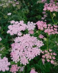 Image result for Pimpinella buchananii