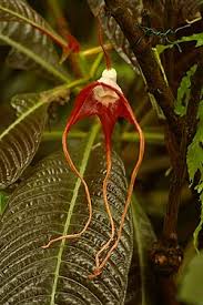 Image result for Aristolochia triactina