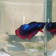 Ed Paq Betta House Home Facebook