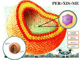 The Peroxisome Why It Beats The Lysosome Organic Chemistry Study School Study Tips Cell Structure