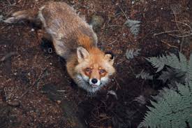 High angle shot in photography. High Angle Portrait Of Fox In Forest Stock Photo Offset