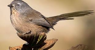 Bird Red Head Brown Body Learn How To Identify Wrentit Its Life History Cool Facts Sounds And Calls And Watch Videos The Wrentit S Characteristic Boun Bird Photo Birds Ornithology