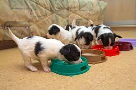 Different breeders have their own timetable for weaning, but this generally commences when the puppies are about 3 weeks old. When Should Puppies Really Be Weaned Pets4homes