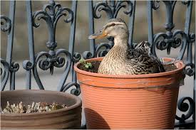 Bei der kunstbrut hingegen werden sie zur. Frau Ente Brutet Auf Dem Balkon Foto Bild Tiere Wildlife Wild Lebende Vogel Bilder Auf Fotocommunity