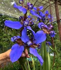 Image result for Indigofera roseo-caerulea