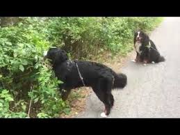 Manda The Bmd Such A Sweet Thoth Bernese Mountain Dog Mountain Dogs Animals
