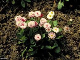 The english daisy is a dainty little perennial often treated as an annual in the warm african climate and replanted as a seedling each autumn. English Daisy Hgtv