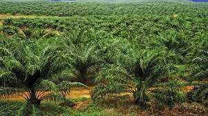 Penampang membujur buah/brondolan kelapa sawit. 29 Ide Kelapa Sawit Kelapa Minyak Sawit Kebun