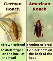 Before deciding how to kill roaches in your home, it is best to develop a plan. Pin On Glenamory