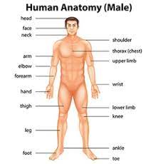 We did not find results for: Lower Part Of The Body Vector Images 96