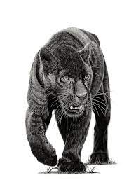 Pin On Black Panther Drawing